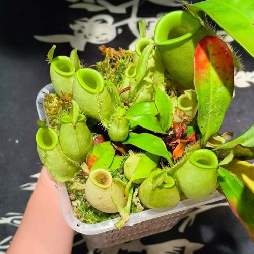 semillas de carnívoras - suculentas invernadero carnívora exóticas interior jardín 250pcs