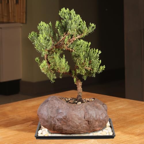 Brussel's Green Mound Juniper Bonsai in Rock Pot - Small (Outdoor) with Humidity Tray & Deco Rock - 3