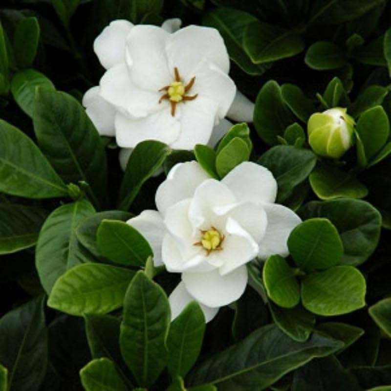 Amazon.com : Set 2 of Cape Jasmine Plant Indoor Live, 3 to 5 Inc