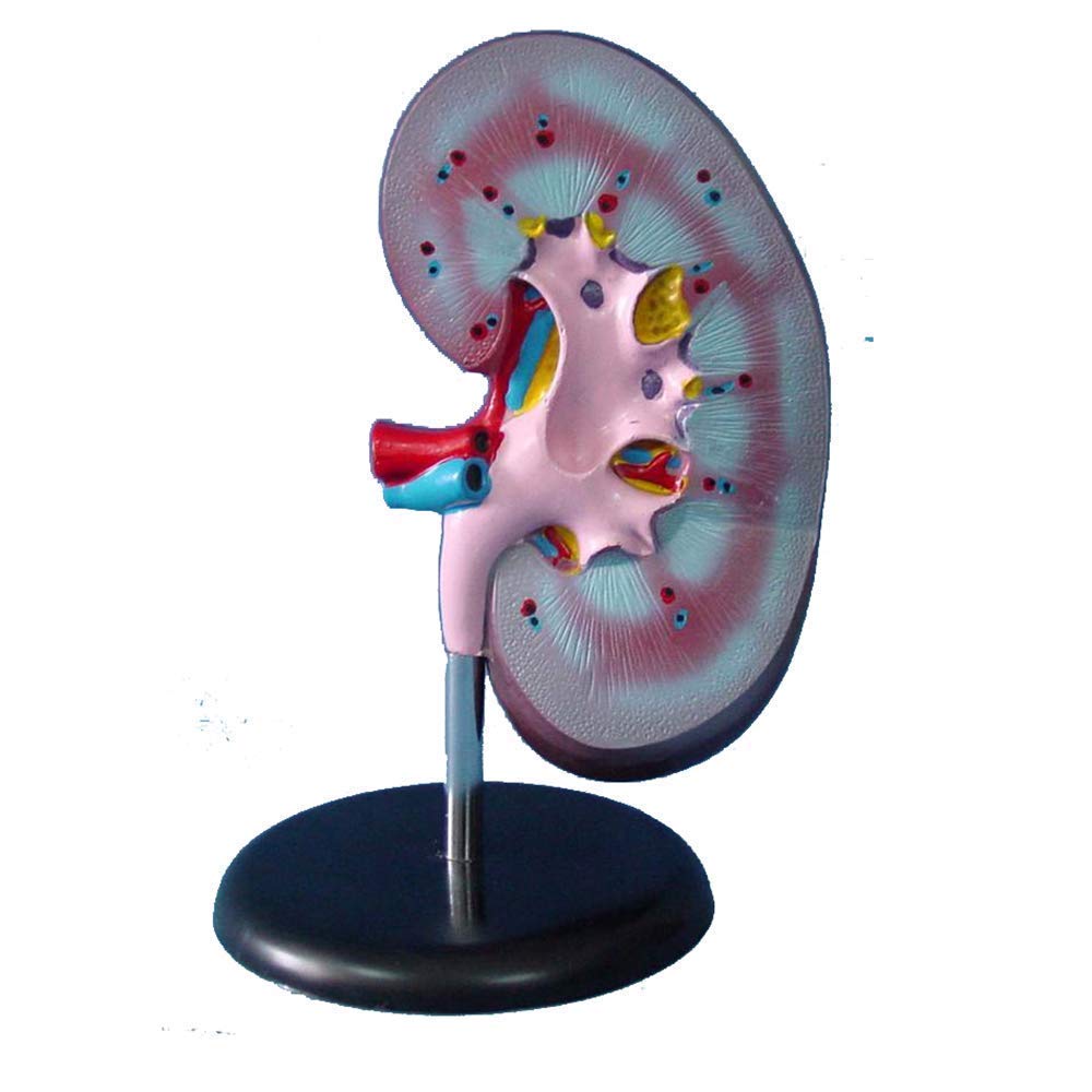 Model edukacyjny ludzka nerka model medyczny anatomiczny model nerek materiał PVC model anatomii biologicznej, modele medyczne model szkieletu