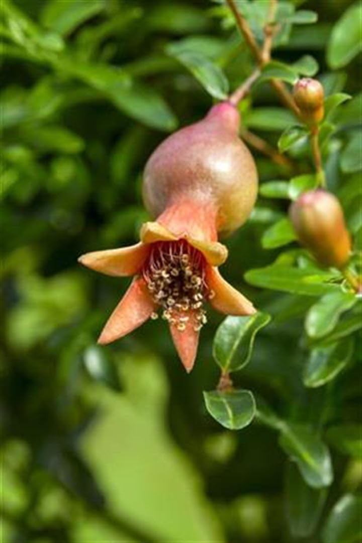 Punica granatum 'Mollar' 80-100 cm - Granatapfel, rote Früchte, Erntezeit September-November, ideal für Kübel, winterhart, pflegeleicht