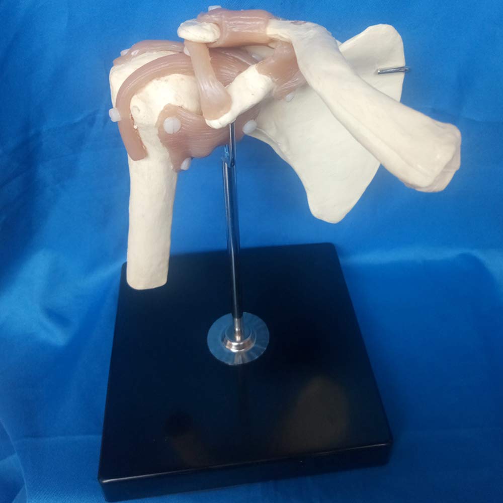 Modello anatomico di articolazione della Spalla Umana - Modello di articolazione della Spalla con Funzione legamentosa - per Modello didattico con Display da Studio, Materiale di Laboratorio