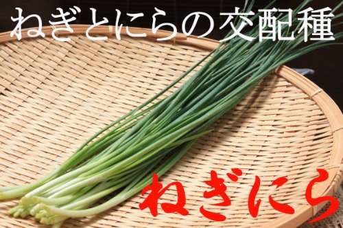 Yネギニラ苗 Amazon.co.jp: ねぎにら（ネギニラ・なかみどり） 9cmポット苗 48