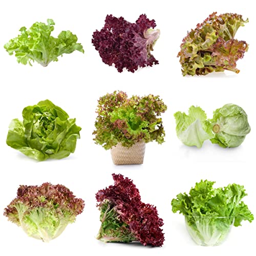 Semi Lattuga Da Taglio - Insalata Pronta - Lactuca Sativa - Sementi Orto Semi Varietà Precoce, Domestico Giardino Esterno, Perenne Può Durare Coltivare In Freddo Semi - 500 Pezzi