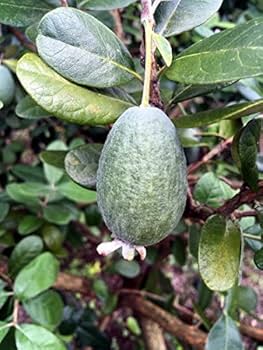 特大。フェイジョア アポロ2.5M(鉢底から) feijoa-apolo.jpg