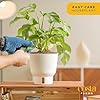 Costa Farms Mini Monstera, Live Indoor Plant, Rhaphidophora tetrasperma, Easy to Grow Vining Houseplant in Plant Pot, Trellis, Home, Office, Room Decor, Trending Tropicals Collection, 1 Foot Tall #3