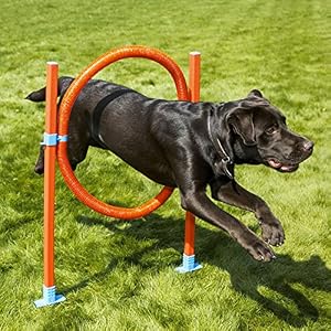 Agility Hoop Jump - Dog play & exercise toy Agility Hoop Jump – Dog play & exercise toy
