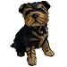 Michael Carr Designs 80091 Sergeant York Yorkshire Terrier Puppy Statue, Small