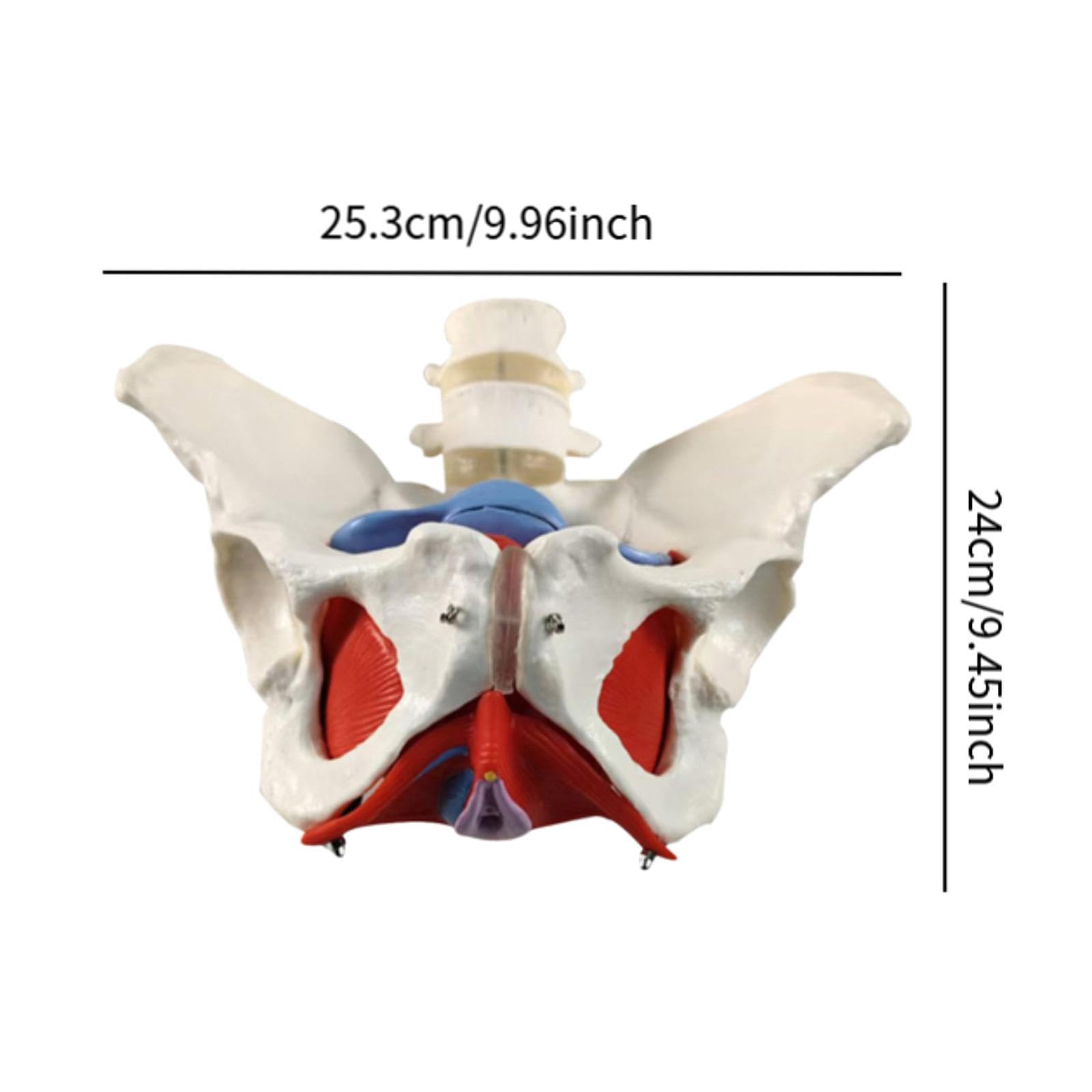 Modelo Pélvico Femenino para Matronas en Formación Obstétrica Y Ginecológica.