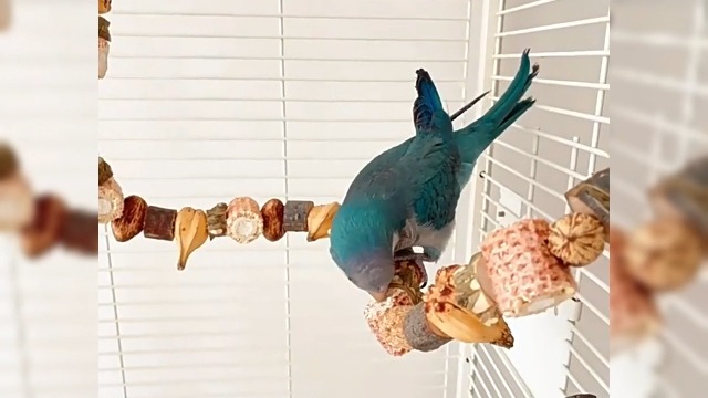 Amazon | MAIYADUO インコ おもちゃ 止まり木 鳥用パーチ 木バード