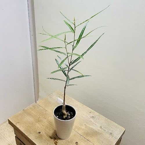 ボトルツリー 観葉植物の人気商品 通販 価格比較 価格 Com