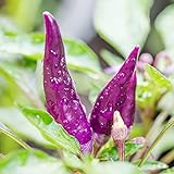 Semillas Bio - Guindillas Picantes - Trepadoras Exterior Plantas Naturales - Exterior 100 piezas