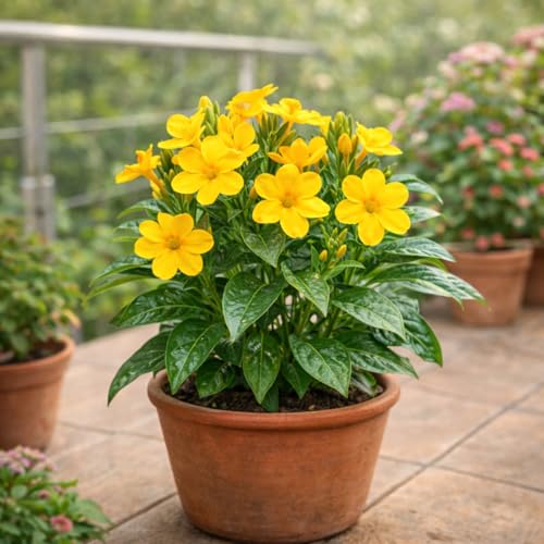 Image of Indian Gardens - Kanakambaram | Aboli | Priyadarsha | Flowering Crossandra | Pagoda Flower | firecracker flower | Live plant with pot (Yellow, 4 inch Black)