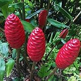 10 Shampoo Ginger Rhizomes for Planting, Zingiber Zerumbet Roots, Awapuhi Ginger Shampoo Plant Roots