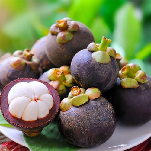 QAUZUY GARDEN 90pcs Mangosteen Fruit Seeds, Heirloom Non-GMO Sour, Sweet, and Juicy Fruits for Planting Outdoor Garden