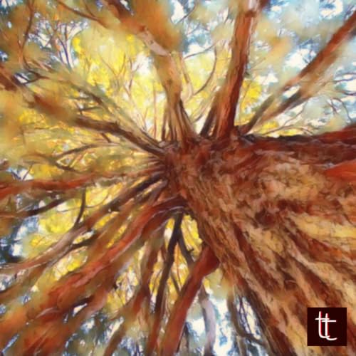 A Many Branching Tree - Seer Cycle Part 1