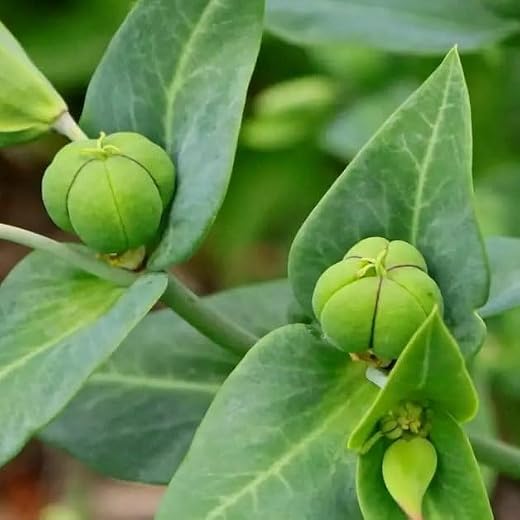 Plant World Seeds - Euphorbia Lathyris Seeds