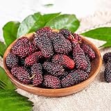 morero saluzzo Gli alberi da frutto da giardino possono essere piantati da soli come alberi ombra, o insieme ad arbusti per creare altari di alberi, o mescolati con altre specie di alberi per formare un bosco paesaggistico.