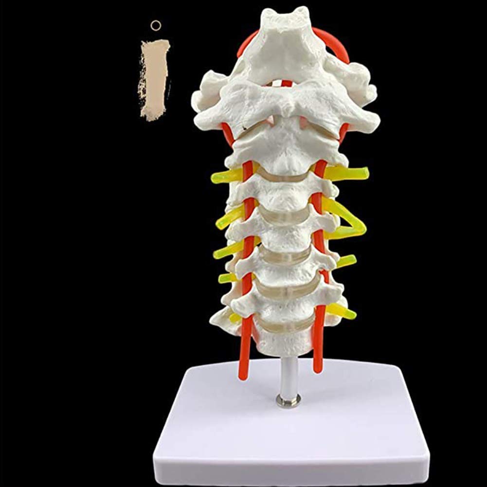 Amazon.co.jp: 人間の頸椎頸動脈柔軟な背骨モデル等身大のカイロ