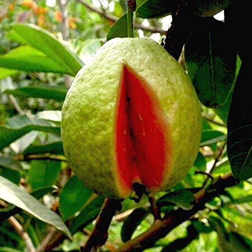Baby Plants - Live Guava Fruit Plant Red Color with Beautiful Pot & Secure Packing (B09C4W2Y8K) Amazon Price History, Amazon Price Tracker