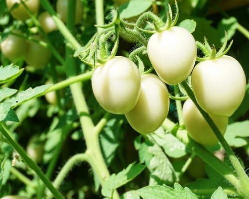 Nuevas semillas de tomate fresco 90 piezas blancas