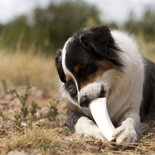 Filled Dog Bones (Flavors: Peanut Butter, Cheese, Bacon, Beef, Etc.) Made In Usa Stuffed Bulk 3 To 6" Femur Dog Dental Treats & Chews, American Made (Cheese & Bacon Filling, Large (5-6") - 10 Pack) #TOP5