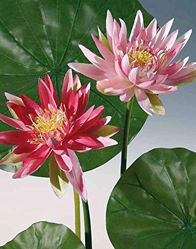 artplants.de Nénuphar Artificiel Neele, Rose Fuchsia, 65cm - Faux nénuphar - Fleur Artificielle Cover