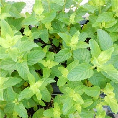 モヒートミント 苗 9cmポット イエルバブエナ カクテル ガーデニング ハーブ苗 Herbのサムネイル