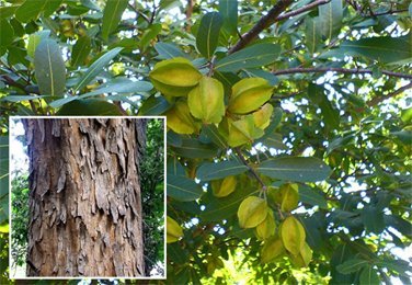 Arjuna Plant Arjun Tree Plant (B0BSYHDJSM) Amazon Price History, Amazon Price Tracker