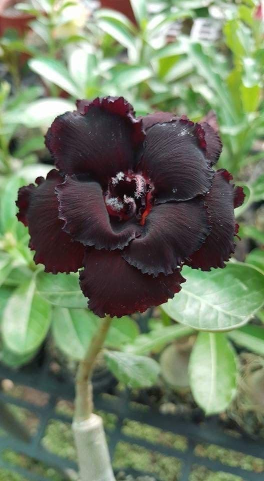 S Sikder Rare Triple Black Eagle Adenium Desert Rose Plant | Exotic Desert Rose Variety | Unique Blooming Succulent