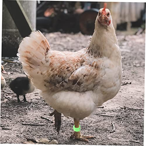 Ipetboom 100 Pçs Tornozeleira De Pombo Anéis De Pé De Aves Bandas De Perna De Codorna Tags De Perna