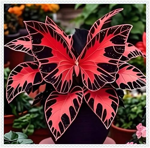 Hosta/flor verde/encantadora, buena para contenedores/orgánicos/bombillas Hosta/boda natural-8 bombillas-B