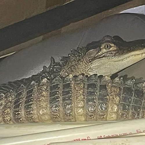 SAFS-0248 - 2022.06.15 - "Another Daily Dose Of Incoherence!"