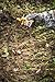 Wildlife Research Golden Scrape Scent, (4-Ounce), Brown (242-4)