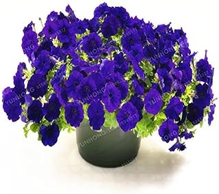8: Climbing Petunia Blumensamen Gartenbonsai Balkon Petunia Hybrida Blumen-Samen 20 Arten Bonsai Pflanze Einfache 100 Stück wachsen 8: Only Seeds