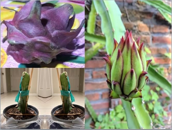 Green view Combo 2 M Black dragon fruit plant 10 to 12 inch rooted plant(Latest Hybrid M BlackDragon variety) dragon fruit plant In Nursery Grow bag -2 Saplings (B0CY4WKJ48) Amazon Price History, Amazon Price Tracker