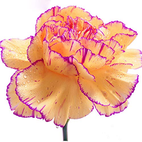 Creatick Yellow & Purple Edge Carnation Balcony Garden Seeds Dianthus Caryophyllus Flower 100seeds/pack Bonsai Seeds