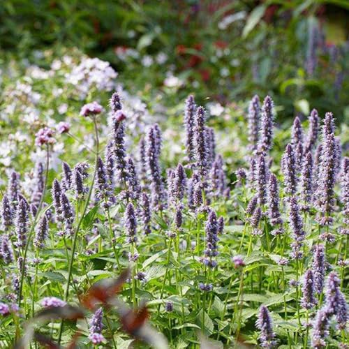 duftnesselsamen - gartendeko für draußen winterharte garten seltene balkon mehrjährig 400pcs