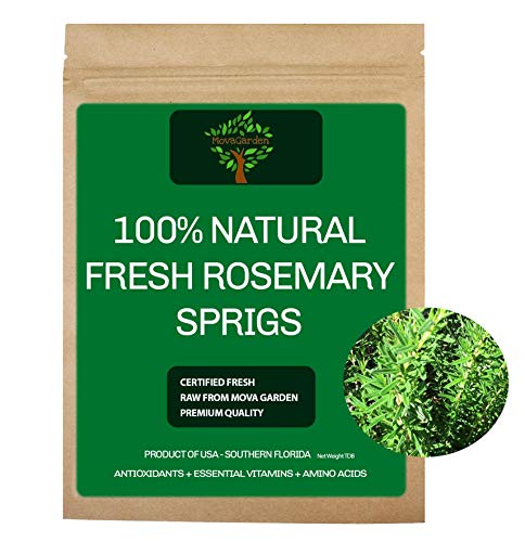 20 Fresh Rosemary Sprigs for Wedding, Herbs, Ceremony, Events, Party