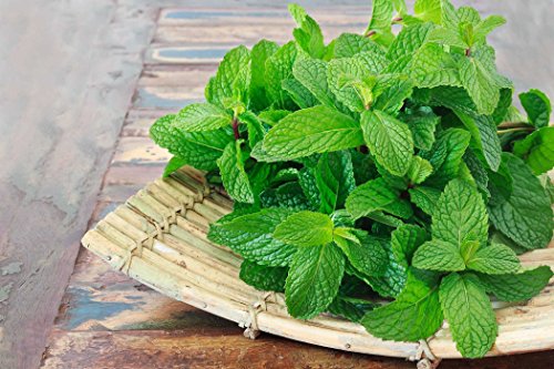 Nika Seeds - Herb Peppermint Mint Medicinal - 1000 Seeds #TOP6