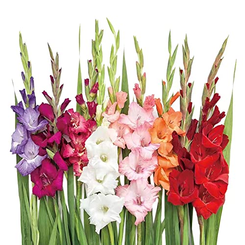 15 bulbos de gladiolo serie de plantas raras perennes resistentes al invierno bulbos de flores perennes mezcla de flores jardín balcón planta de interior planta de regalo cebolla de floración
