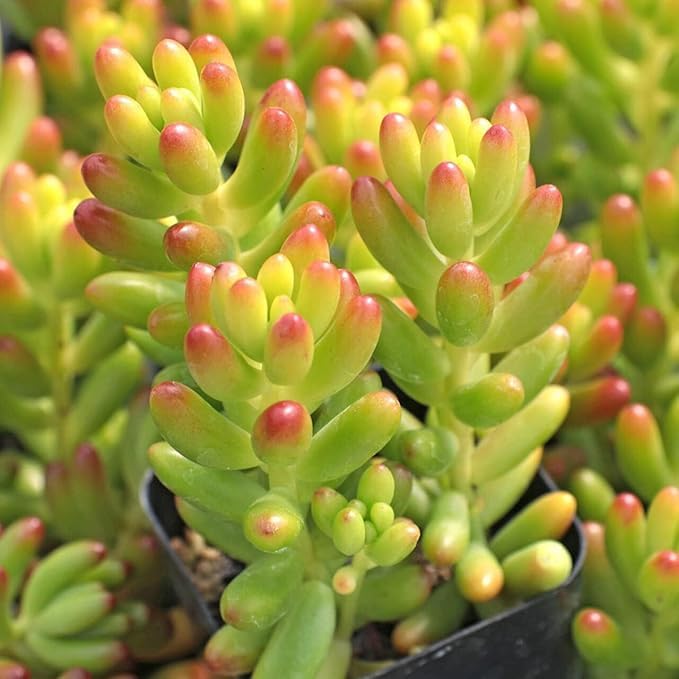 Jelly Bean PLant (Sedum rubrotinctum) Live Succulent | Indoor and Outdoor Plant with Pot (2)-image-26