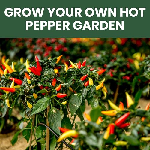 Hot Pepper Seeds | 10 Individual Packs | 2026 Season | Non-GMO | Cayenne, Habanero, Thai Pepper, Poblano & More! | for Planting Indoor & Outdoor | by Family Sown - Image 5