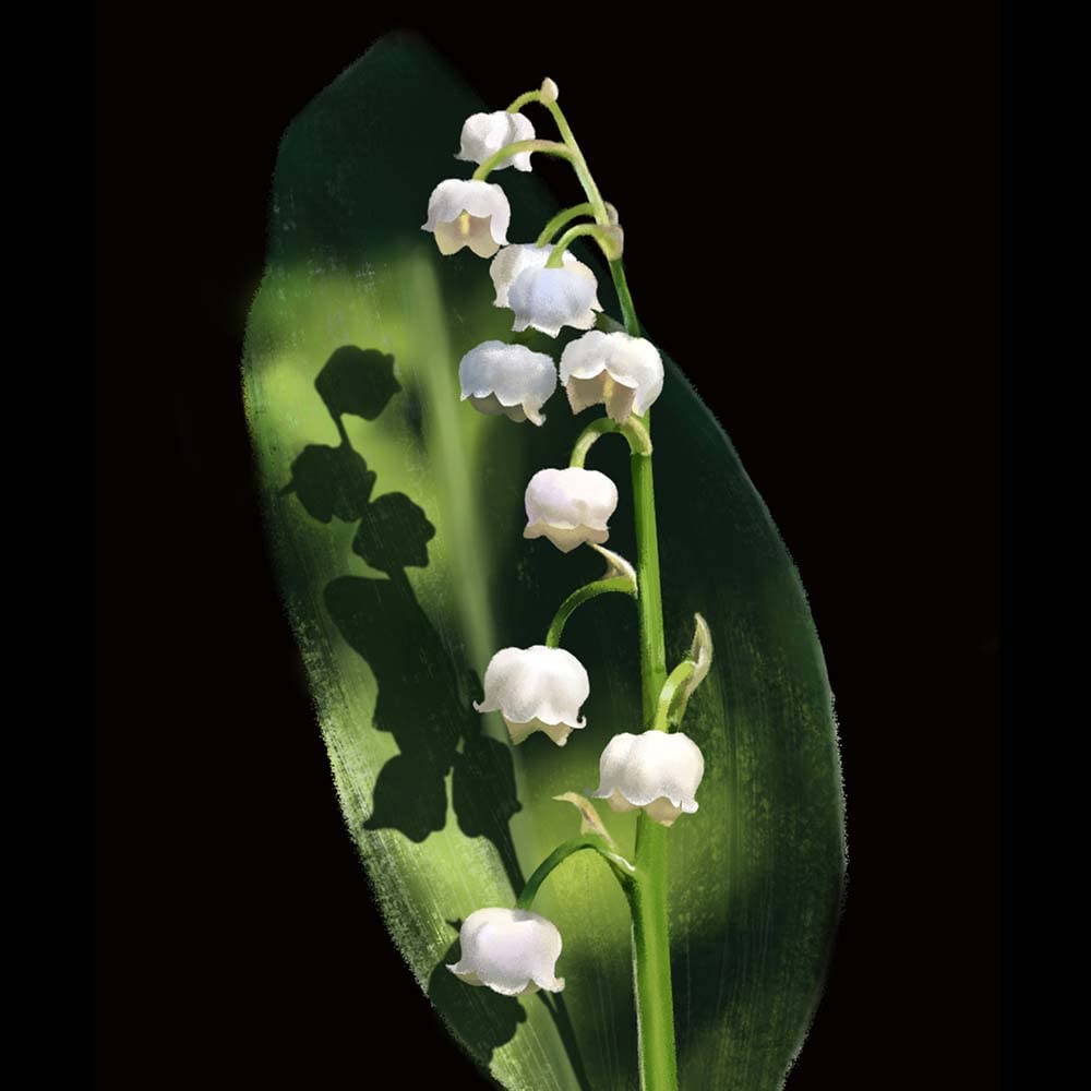 Bulbi Di Mughetto - 4 Pezzi, Per Giardino, Balcone O Ufficio, Fioritura Precoce, Decorazione Verde