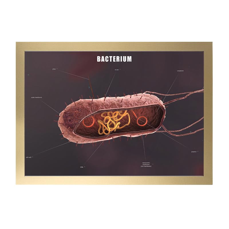 Image of Taanfu Body Educational Learning Anatomy Posters ，Bacterium Art Bacterium Villi Anatomy Art Poster Digestive System Organs Illustration Small Intestine Physiology Anatomy Wall Art Villi