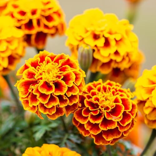 semillas tagetes, semillas balcón del balcon pradera perennes resistentes, decorativas jardin 200pcs
