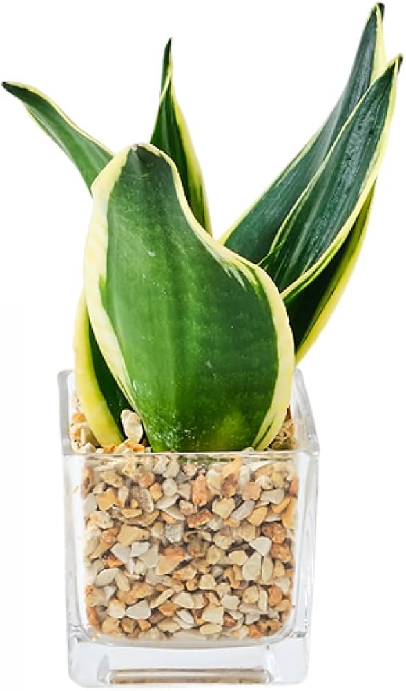 Amazon｜東京寿園 サンスベリア 土を使わない 観葉植物 ミニ おしゃれ