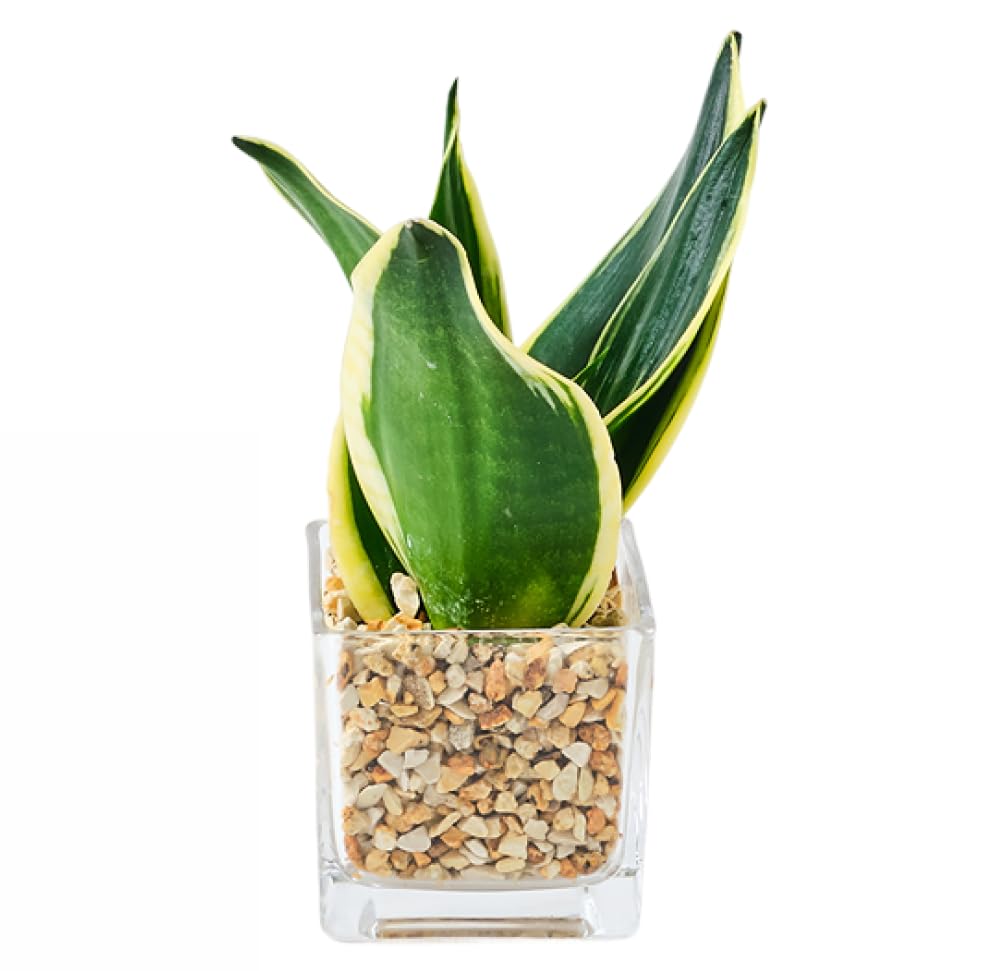 Amazon｜東京寿園 サンスベリア 土を使わない 観葉植物 ミニ