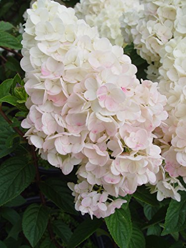 First Editions - Hydrangea Pan. Strawberry Sundae (Panicle Hydrangea) Shrub, White/Pink/Red Flowers, #3 - Size Container #TOP3