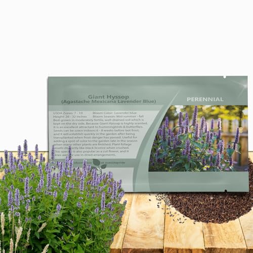 Outsidepride Lavender Blue Giant Hyssop Seeds for Planting - 1000 Pcs Perennial Herb Garden Seeds with Fragrant Blooms Attractive to Pollinators, for Small Gardens, Containers, & Xeriscaping
